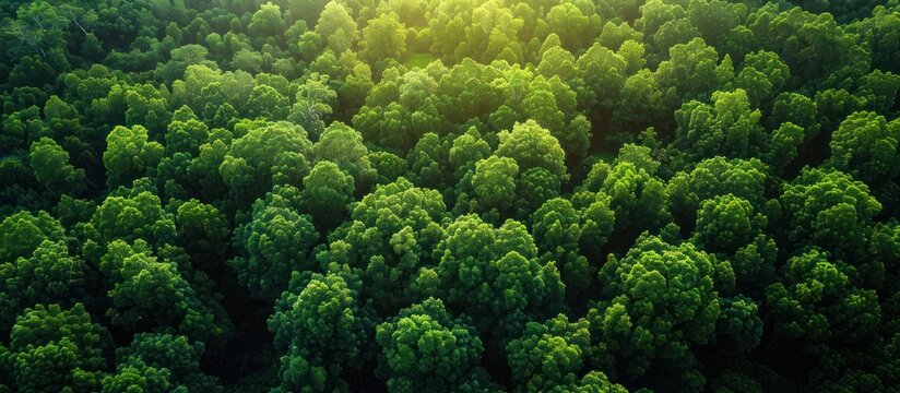 Aerial view of mangrove forest in Gambia.