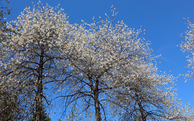 cherry trees with many white flowers blooming in spring and the sky