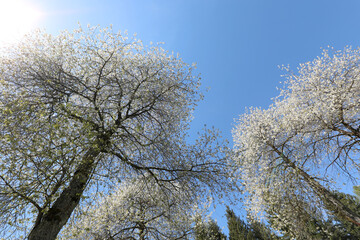 cherry trees with many white flowers blooming in spring - 785644619