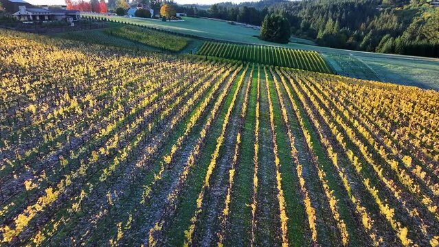 Aerial: Dusk Softly Embraces The Vineyard, Casting A Checkerboard Of Light And Shadow Over The Neat Rows, With Residential Buildings Nestled Among The Trees In The Distance. - Sherwood, Oregon