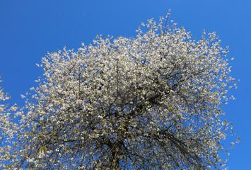 cherry trees with many white flowers blooming in spring and the clear sky - 785645259