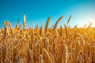 Fototapeta premium Golden wheat field under a clear blue sky on a sunny day