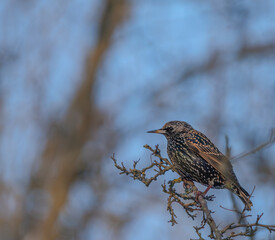 A starling on a tree at january in jena