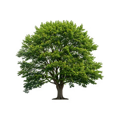 Isolated Kentucky Coffeetree Tree on a transparent background, PNG format