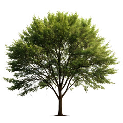Isolated Lacebark Elm Tree on a transparent background, PNG format