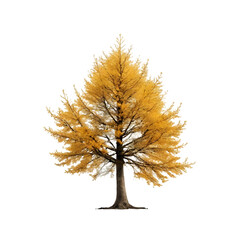 Isolated Larch Tree on a transparent background, PNG format