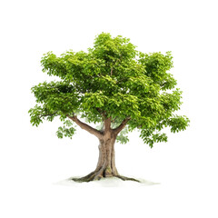 Isolated Mulberry Tree on a transparent background, PNG format