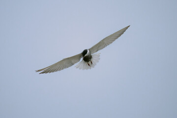 seagull in flight