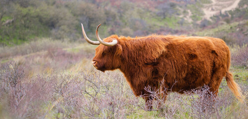 Scottish highland cattle, cow in the countryside, bull with horns on a pasture, ginger shaggy coat
- 785649034