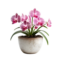 Isolated Orchids Flowerpot Plant on a transparent background, PNG format