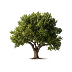 Isolated Pecan Tree on a transparent background, PNG format