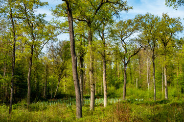 Obraz premium Wiederaufforstung im Wald im Frühjahr