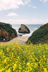 California coast in spring, yellow wildflowers near the beach