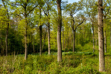 Wiederaufforstung im Wald im Frühjahr