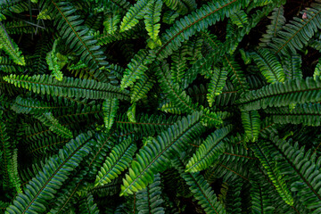 Fototapeta na wymiar Fern leaf texture and background