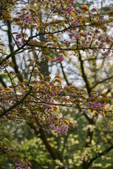blossom tree in the morning sun, with the first pink flowers