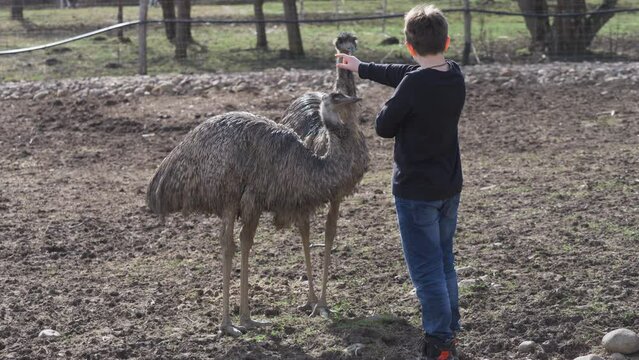 Boy speaking with emu birds at the zoo