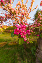 Kwitnące jabłonie wiosną, ogrodowe rośliny - obrazy, fototapety, plakaty