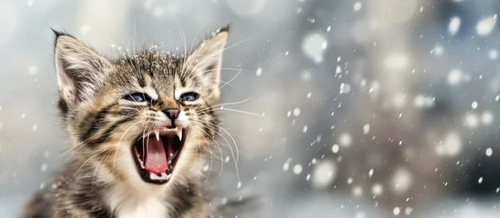 Fotobehang angry kitten in the winter outside with snow snowing on the ground.  © Ilona