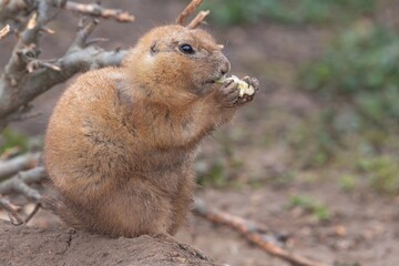 Naklejka na ściany i meble Close up of a groundhog (marmota monax) eating a piece of food