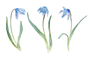 Set of the light blue first spring flowers. Watercolor botanical illustration of delicate lilac flowers. Three scillas hand drawn isolated on white background. little bouquet.