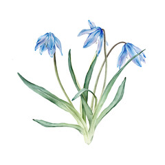 A bouquet of the light blue first spring flowers. Watercolor botanical illustration of delicate lilac flowers. Three scillas hand drawn isolated on white background.