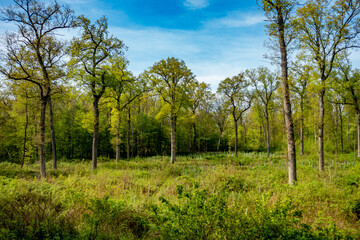 Obraz premium Wiederaufforstung im Wald im Frühjahr
