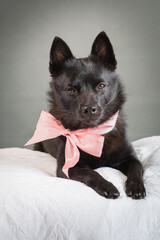 Small black dog with a rosett  around neck