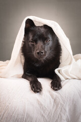 Black dog under a white blanket