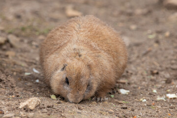 Portrait of a groundhog (marmota monax)