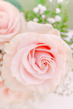 Elegant Pink Rose Close-Up for Bridal Themes