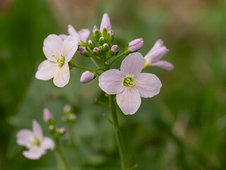 Fototapeta premium Wiesenschaumkraut Cardamine pratensis, blühend
