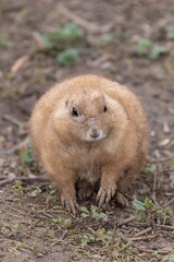 Naklejka na ściany i meble Portrait of a groundhog (marmota monax)