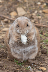 Naklejka na ściany i meble Close up of a groundhog (marmota monax) eating a piece of food