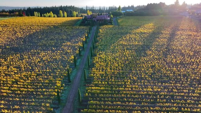Aerial: Golden Hues Blanket The Vineyard, As The Setting Sun Casts A Warm Glow Over The Orderly Rows Of Grapevines, Highlighting The Rural Charm And Agricultural Beauty. - Sherwood, Oregon