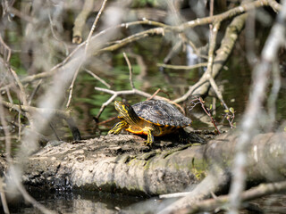 Evasive Red-eared Terrapin Basking on a UK Lake
