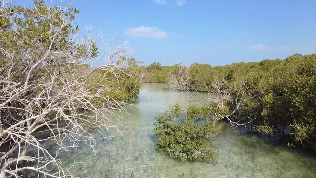 Mangroves natural habitat at Al Jubail Park in Abu Dhabi, UAE