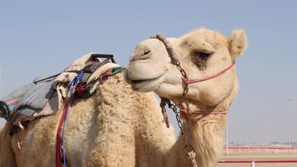 Camel at the race track in Al Wathba in Abu Dhabi in UAE