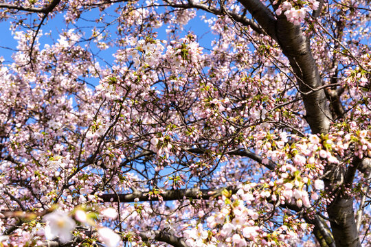 Cherry Blossom in Langelinie park on a beautiful spring day. Sakura festival in Copenhagen