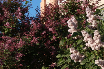 A blooming lilac bush large in the yard.