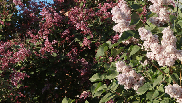 A blooming lilac bush in close-up.