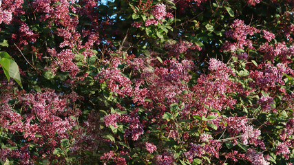 Fototapeta premium A blooming lilac bush in close-up.