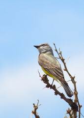 Thick-billed Kingbird perched in tree