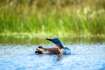 The exquisite beauty of the red-throated loon (Gavia stellata) (Icelandic red-throated loon) is a migratory water bird found in the northern hemisphere.