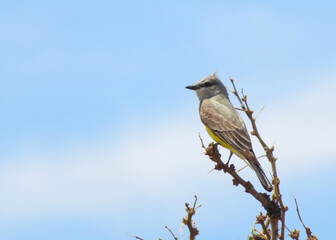 Thick-billed Kingbird perched in tree