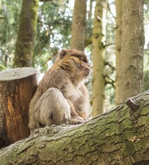 MOnkeys in different positions and emotions