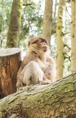 MOnkeys in different positions and emotions
