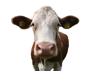 Portrait einer Braun weißen Kuh, die frontal in die Kamera schaut, freistehend, transparenter Hintergrund - obrazy, fototapety, plakaty