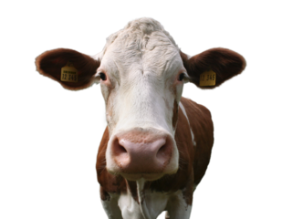 Portrait einer Braun weißen Kuh, die frontal in die Kamera schaut, freistehend, transparenter Hintergrund