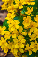 Knieć błotna. Kaczeniec żółty: Caltha Palustris. Żółta roślina błotna. - obrazy, fototapety, plakaty